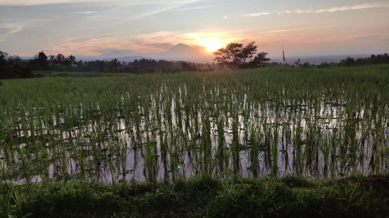 Tegal Jero Homestay Jatiluwih Ngoại thất bức ảnh