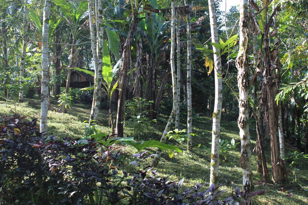 Tegal Jero Homestay Jatiluwih Ngoại thất bức ảnh
