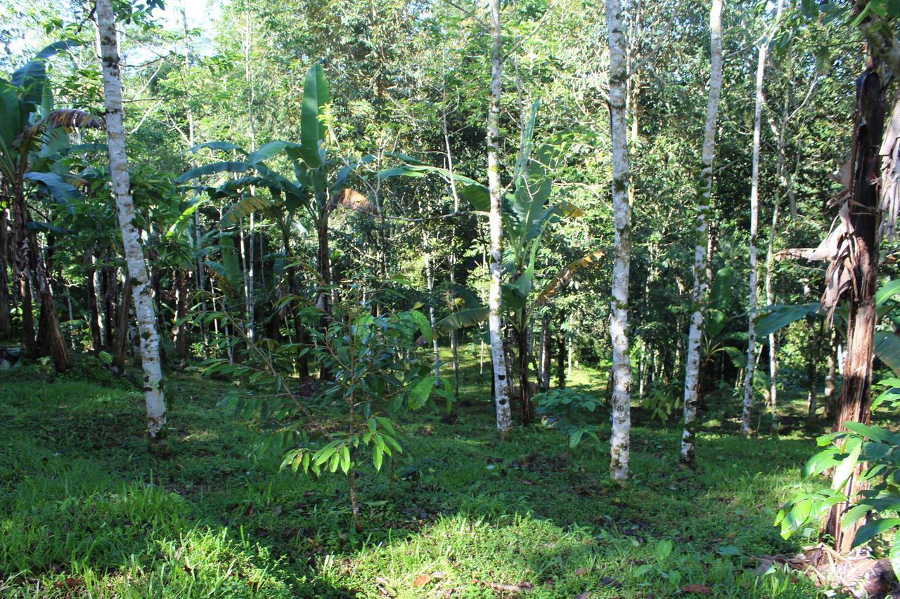 Tegal Jero Homestay Jatiluwih Ngoại thất bức ảnh